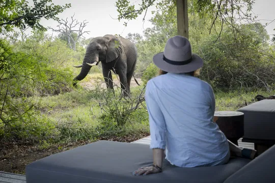 Enjoy the beauty of wildlife at Simbavati Waterside, where guests can spot elephants in their natural habitat while taking in the serene landscape.