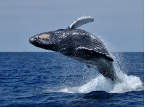 Whale Watching on the Cliff Path, Hermanus, DCC Hotel Collection