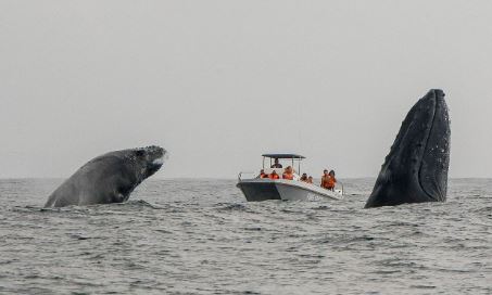 Whale Watching Excursions, St.Lucia Wetlands, DCC Hotel Collection