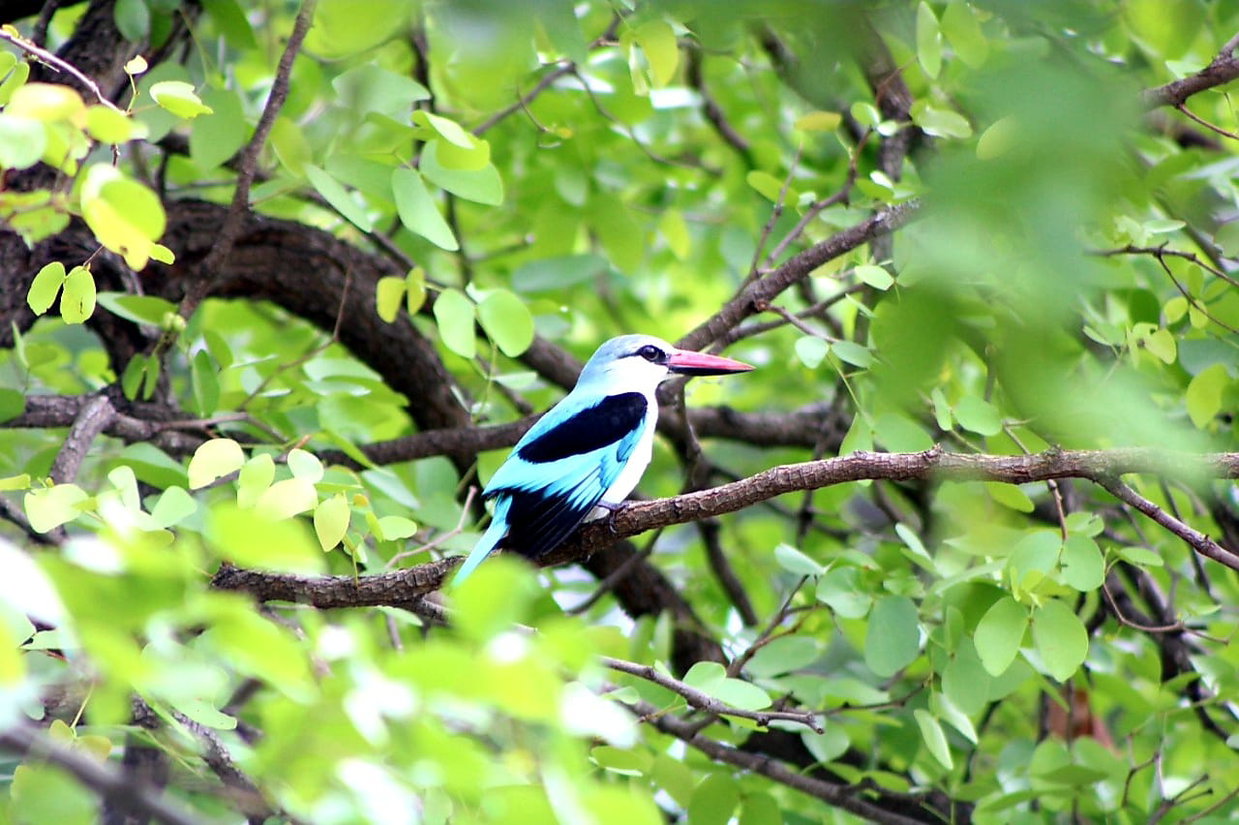 Bird watching. Abelana Game Reserve. Abelana River Lodge. Limpopo. DCC Hotel Group