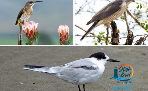Go birding
