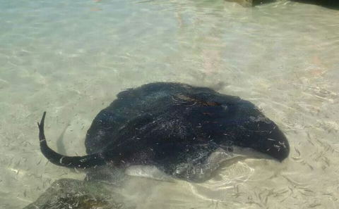 Find Parrie the Stingray in Struisbaai Harbour
