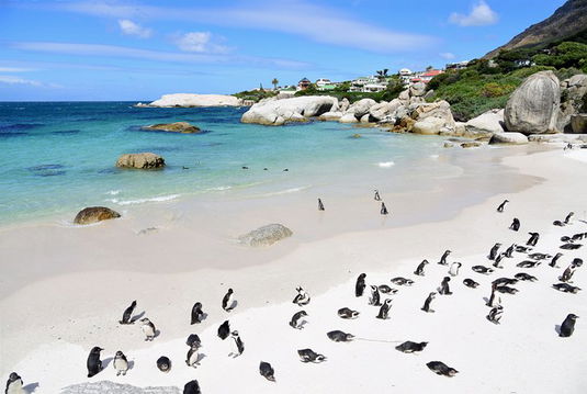 Pinquins at Boulders Beach