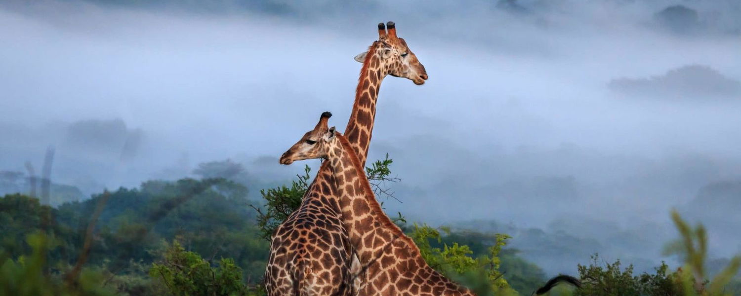 Hluhluwe, Giraffe, safari