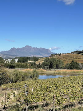 Wine tasting Cape Town