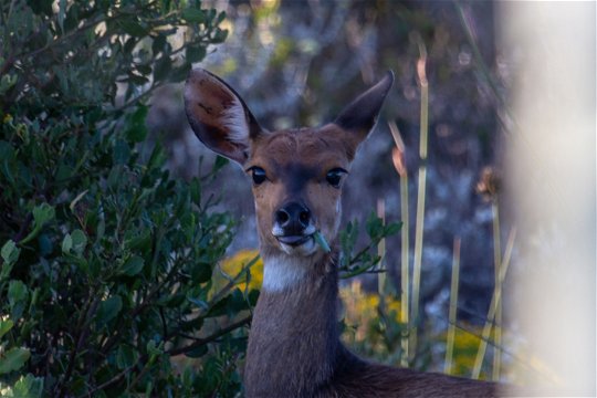 Feel connected to nature at Erika27 B&B with wildlife all around