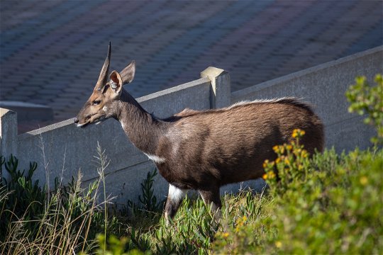 Feel connected to nature at Erika27 B&B with wildlife all around