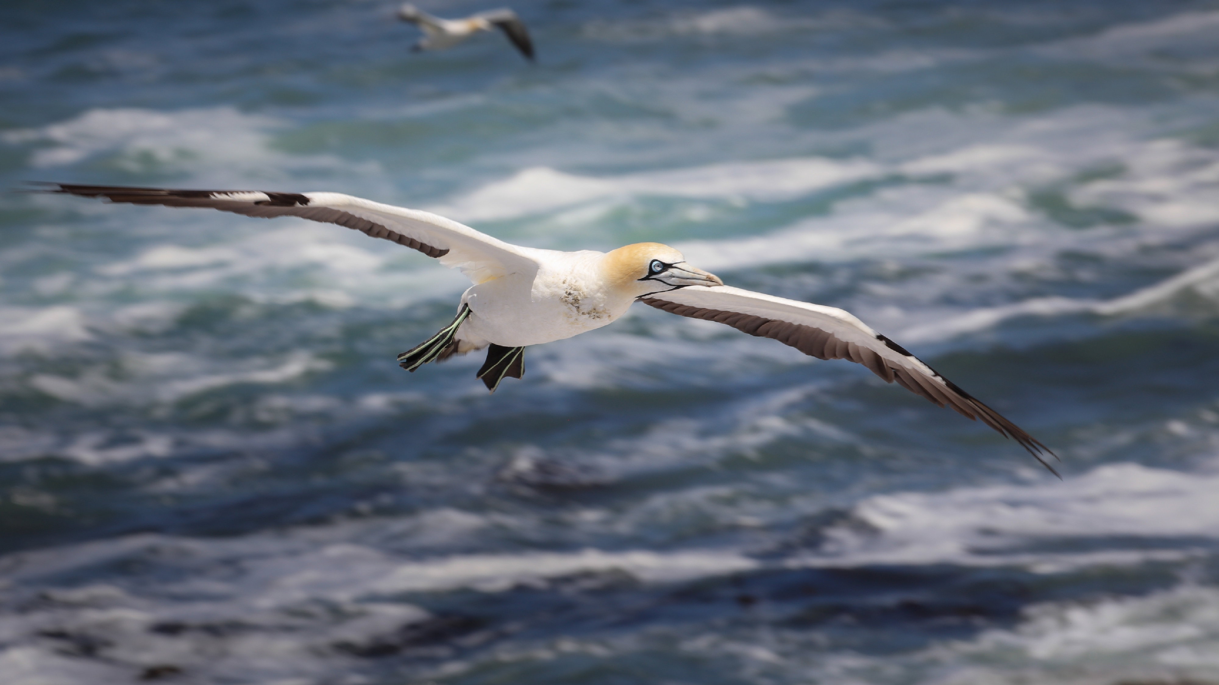 #GapeGannet, #Nature, #DanaBayConservancy, #MosselBayWildlife, #wildlifeencounters, #GardenRoute, #Erika27