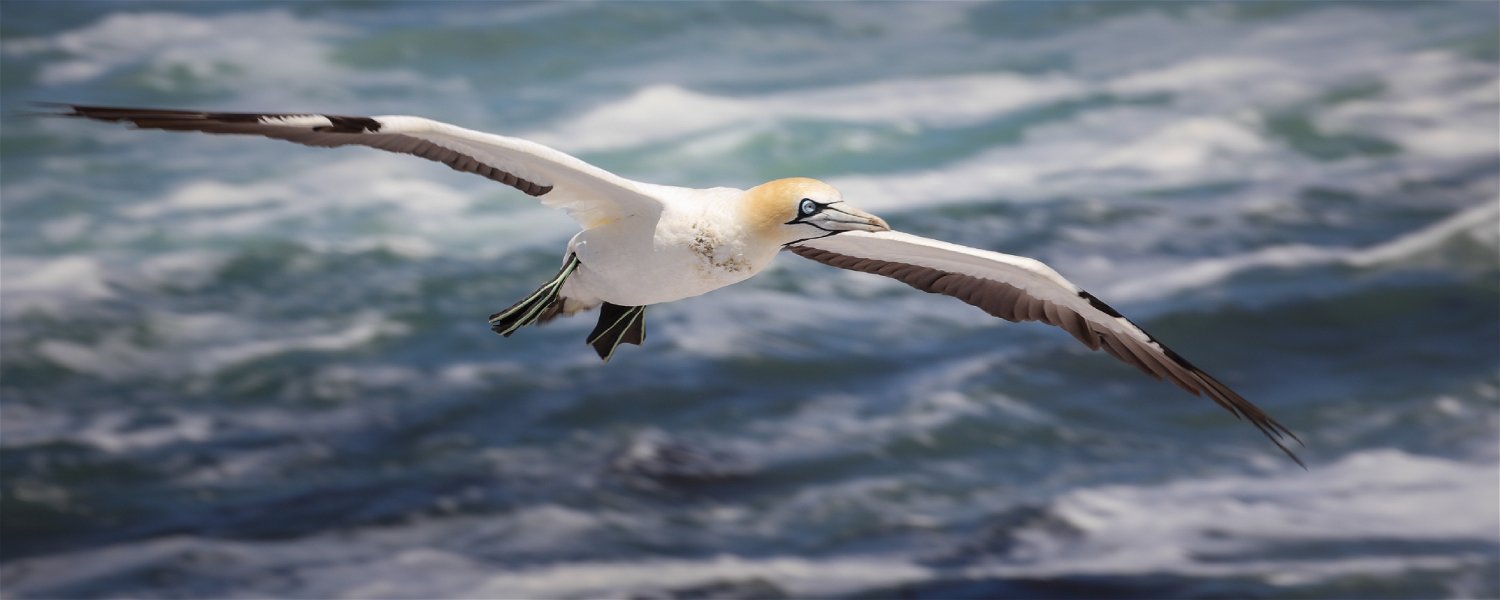 #GapeGannet, #Nature, #DanaBayConservancy, #MosselBayWildlife, #wildlifeencounters, #GardenRoute, #Erika27