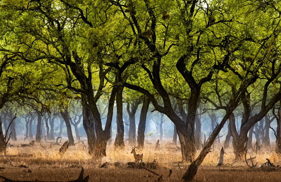 impalas in the Ebony Forest on a safari with Msandile River Lodge, Mfuwe, zambia