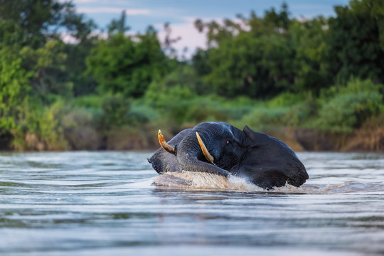 msandile-river-lodge-elephant--south-luangwa-safari.jpg