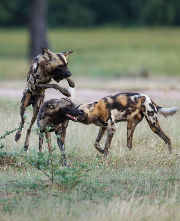 wild dogs playing at a game drive with msandile river lodge (nsefu) in south luangwa national park in zambia. 