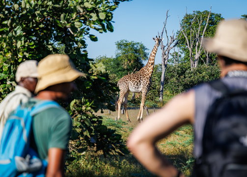 walking safari at msandile river lodge in south luangwa national park