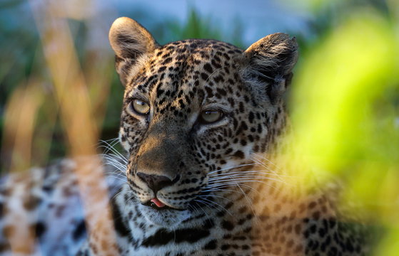 Leopard in the morning glory