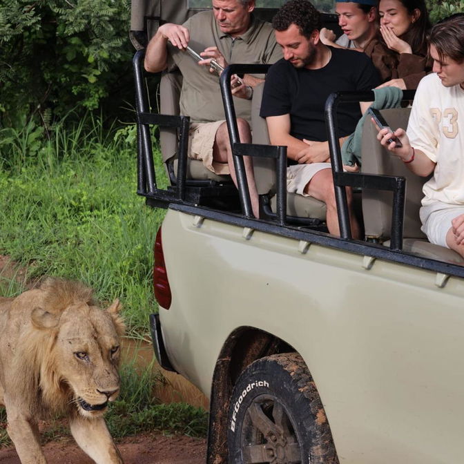 Lion walking next to the car