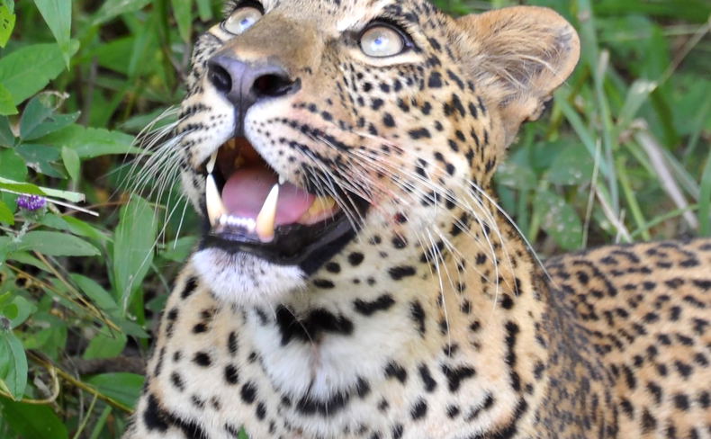 Leopard in South luangwa in green season, pic by sabine rozestraten