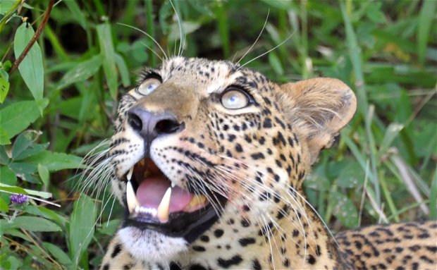 Leopard in South luangwa in green season, pic by sabine rozestraten