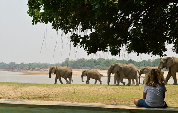 Little boy watching elephants from the pool at msandile river lodge south luangwa when being on safari holiday