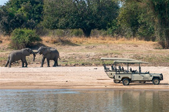 Young bull elephants playing at the Luangwa River banks opposite Msandile River Lodge
