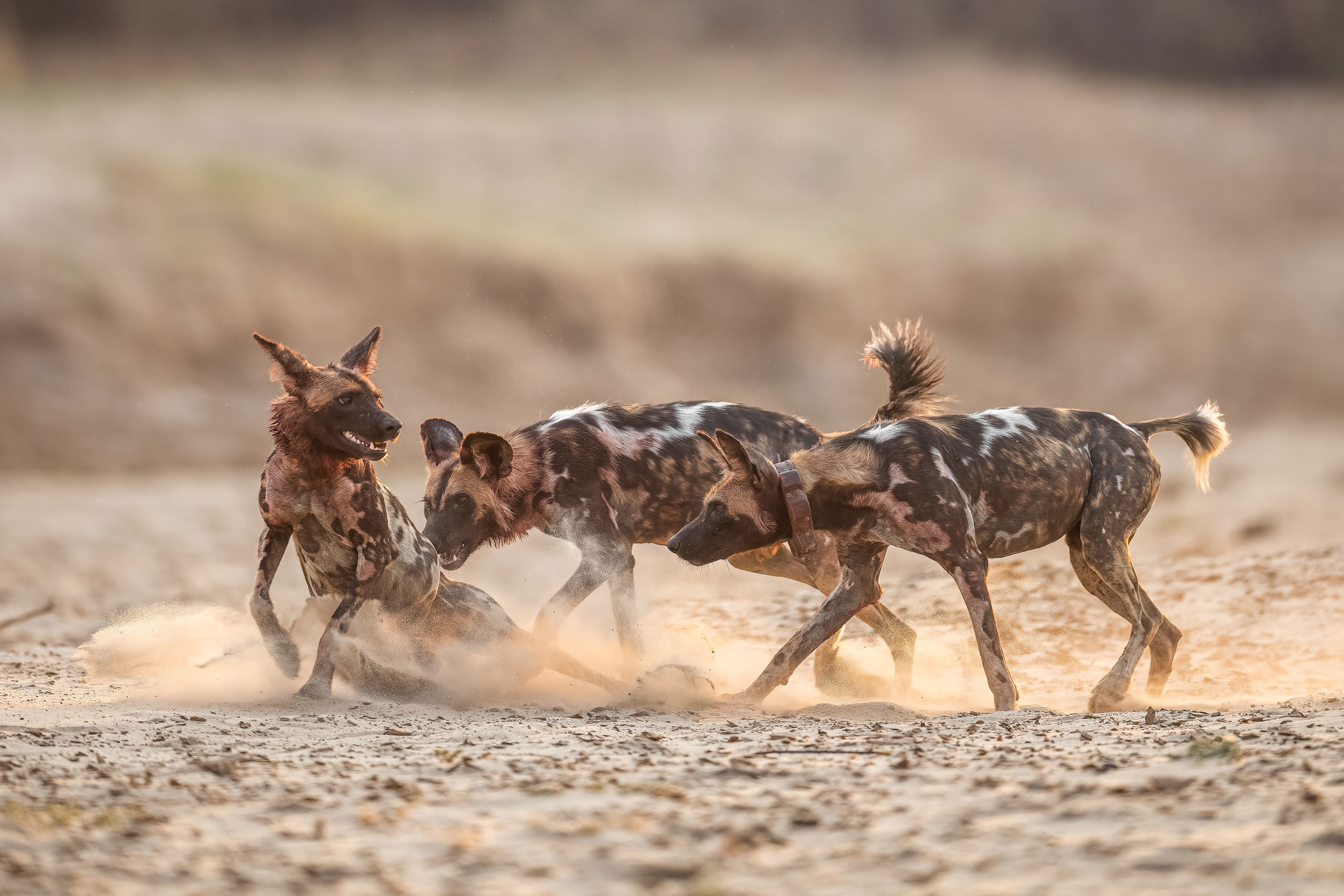 Zambia | Msandile River Lodge - Deon Kelbrick, Wildlife Photographer