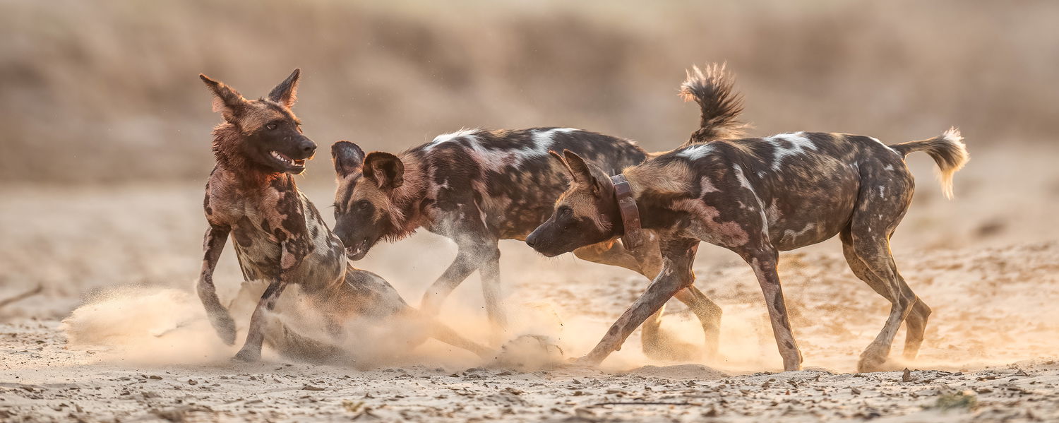 Wild dogs fight when being on safari at msandile river lodge in a private car at USD 100