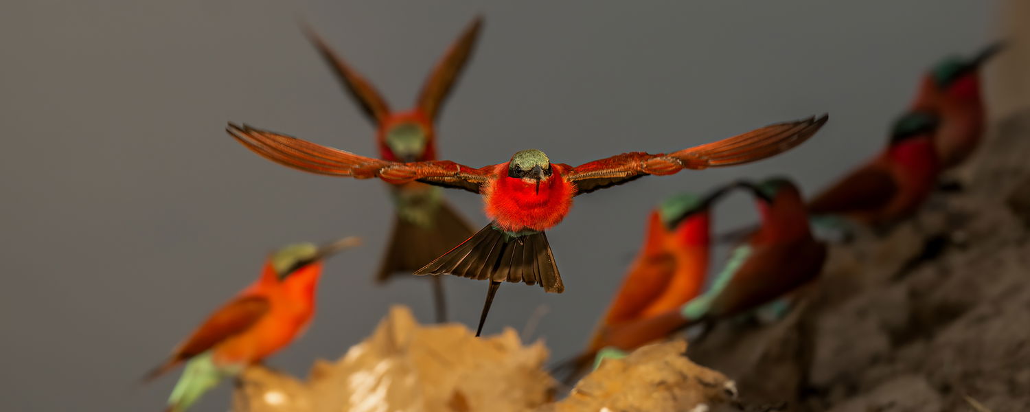 Carmine bee-eater flying near their nesting spots in the Luangwa river bank in front of Msandile river lodge zambia