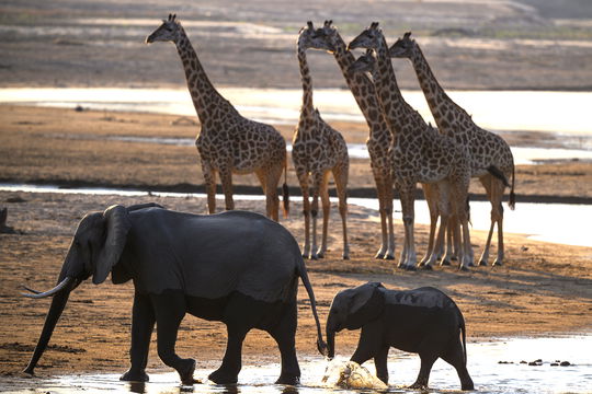Elephants & Giraffes @Msandile River Lodge