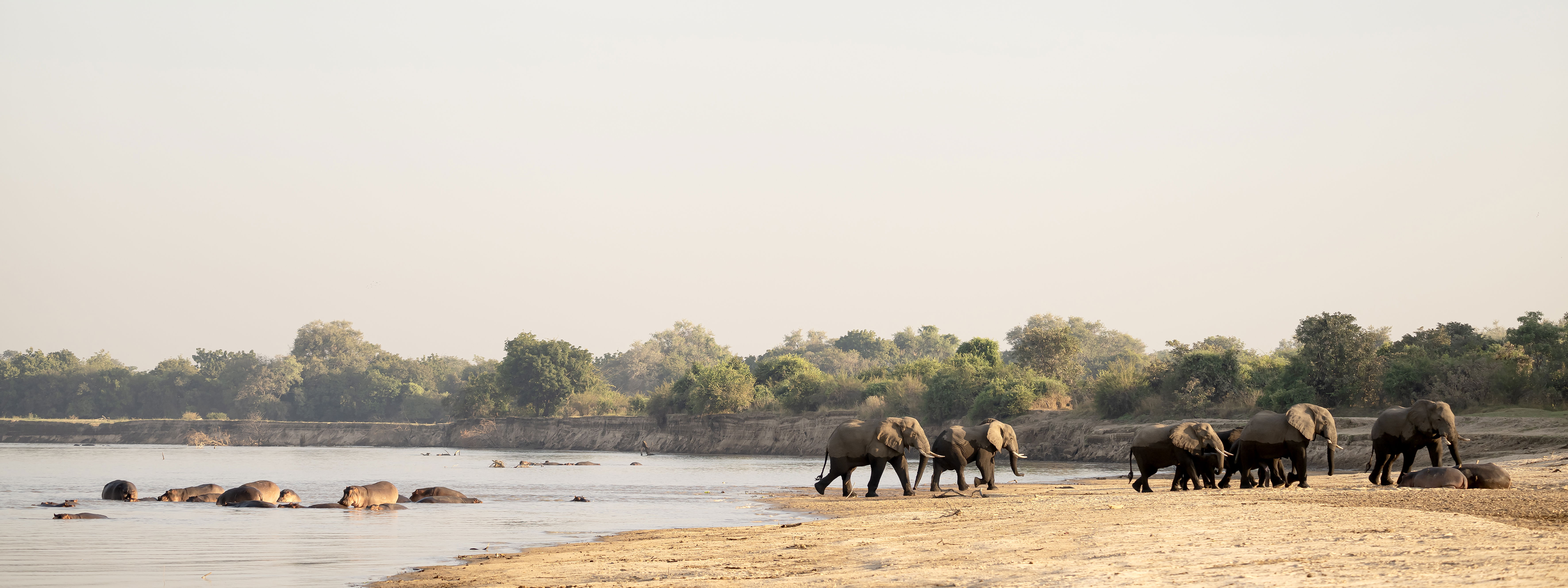 Elephants crossing the Luangwa River while hippos are chilling