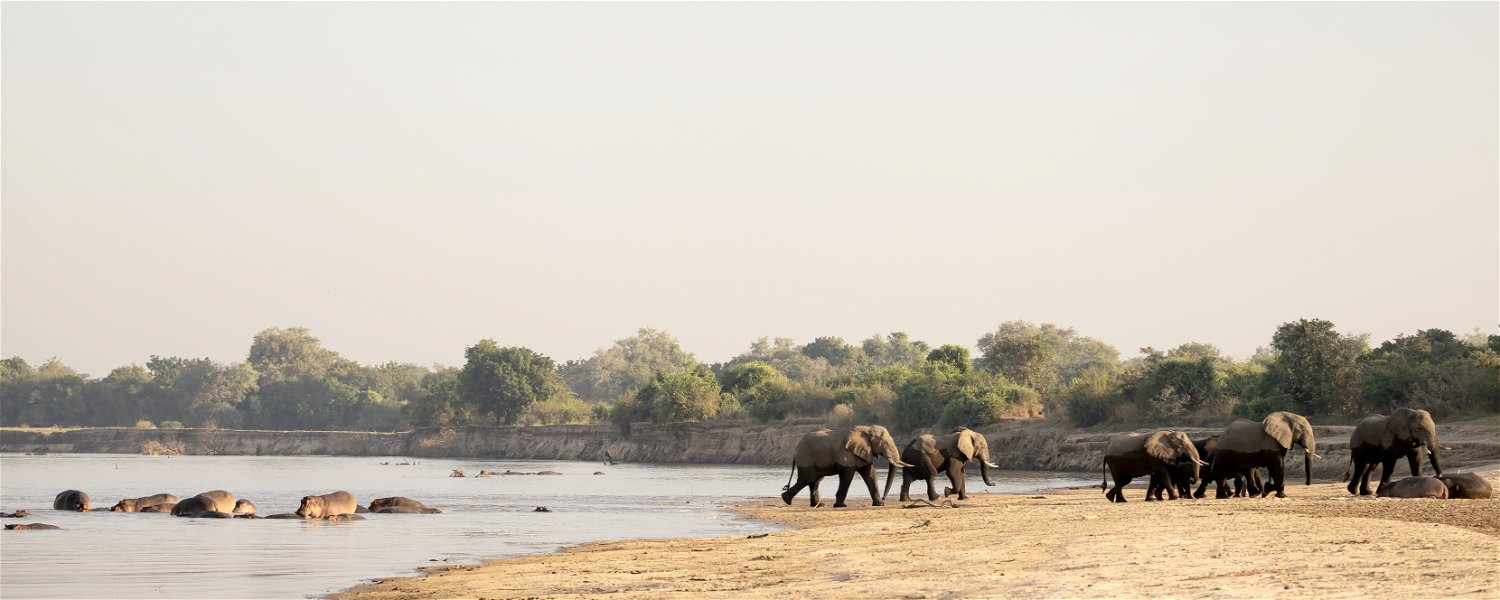 Elephants crossing the Luangwa River while hippos are chilling