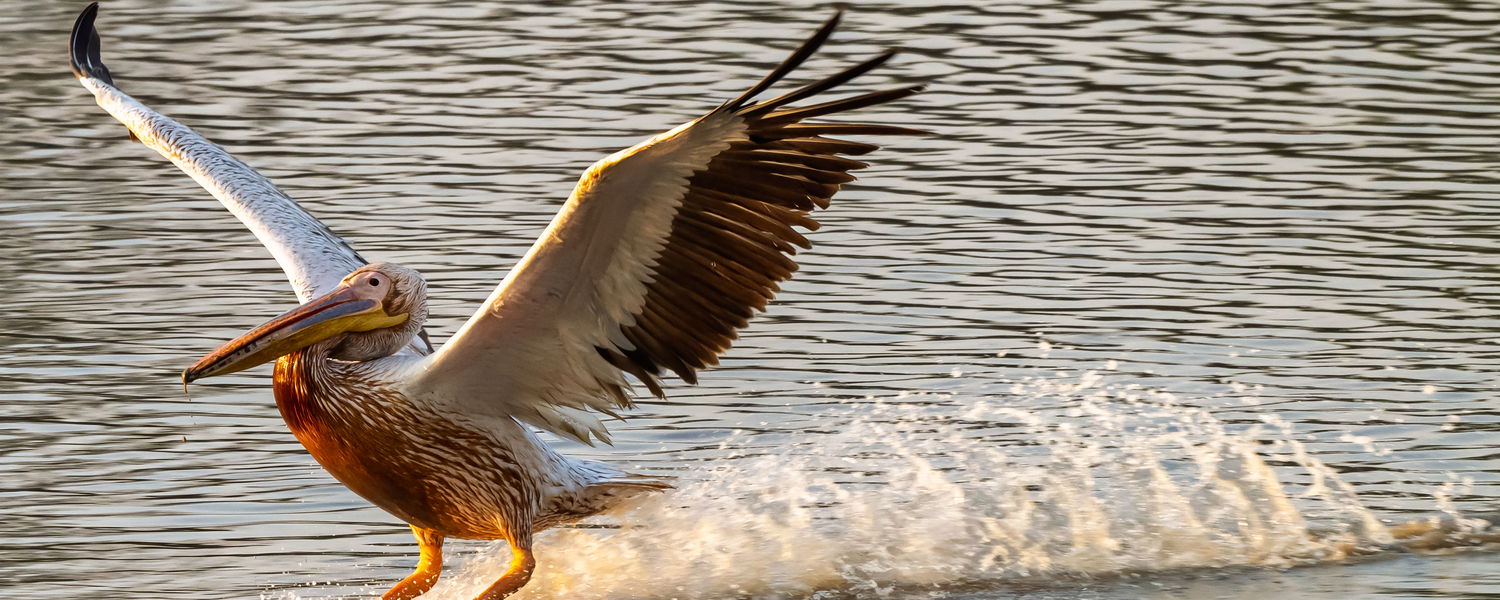 Pelican landing in the lagoon near the luangwa river at msandile river lodge