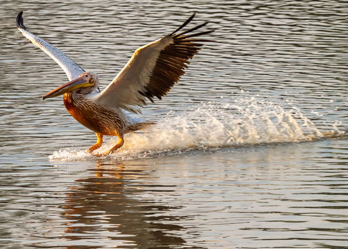 Pelican landing in the lagoon near the luangwa river at msandile river lodge