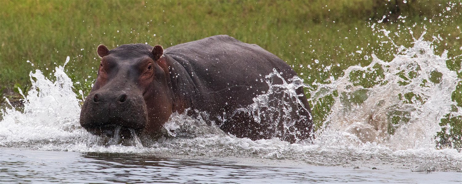 Hippo runs in the water in Liwonde National Park Malawi