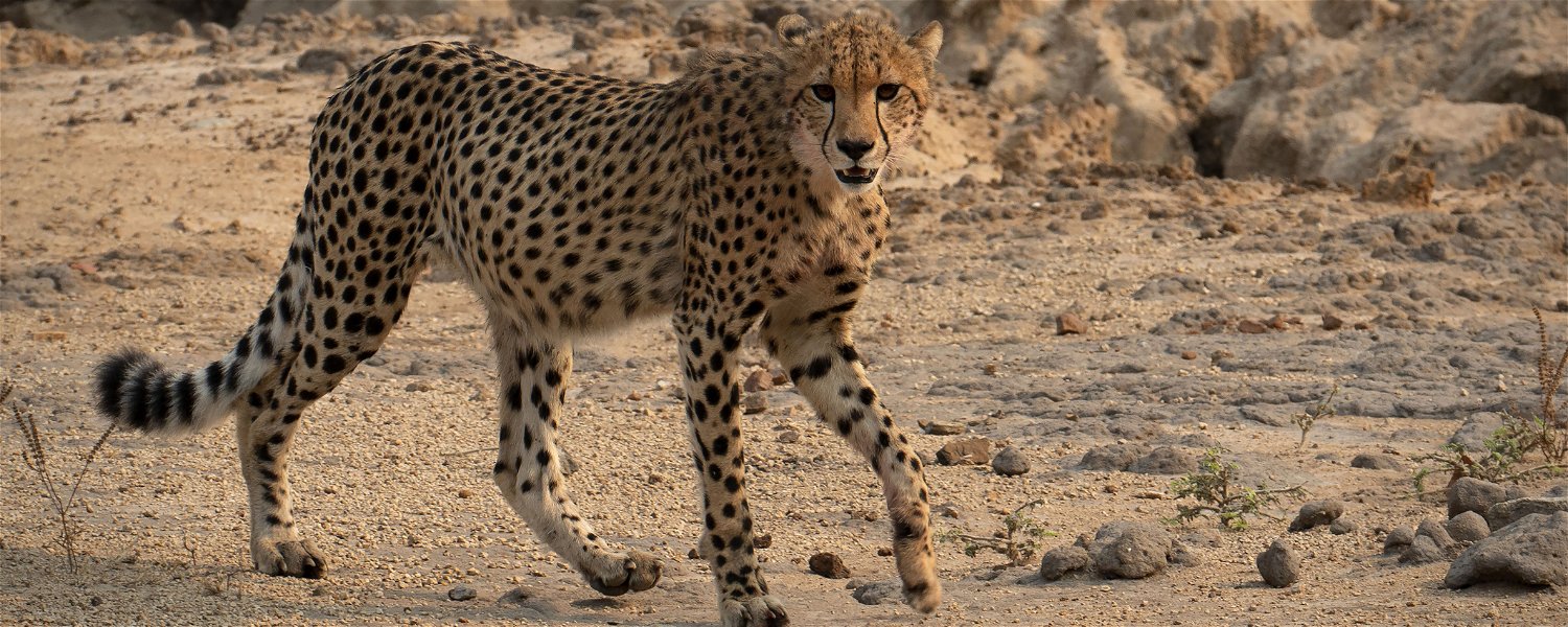Cheetah in Liwonde National Park