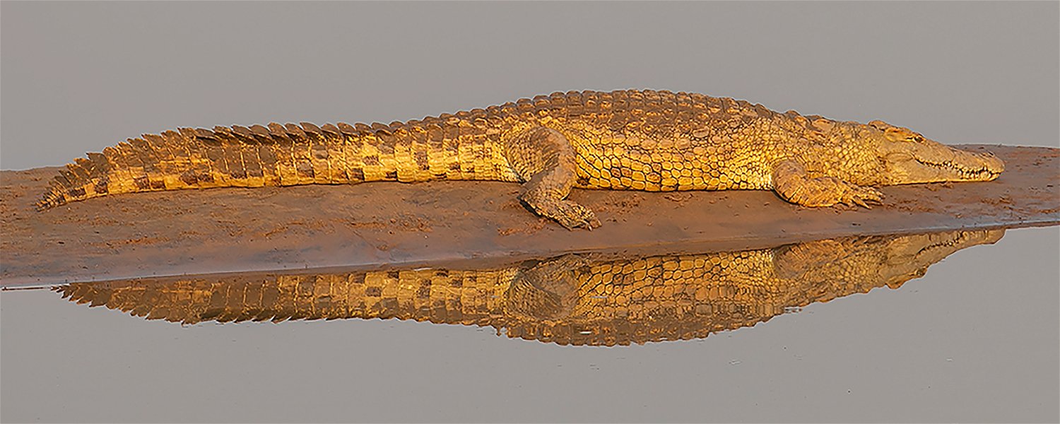 Reflexion of a crocodile  during a safari in the afternoon in South luangwa national park