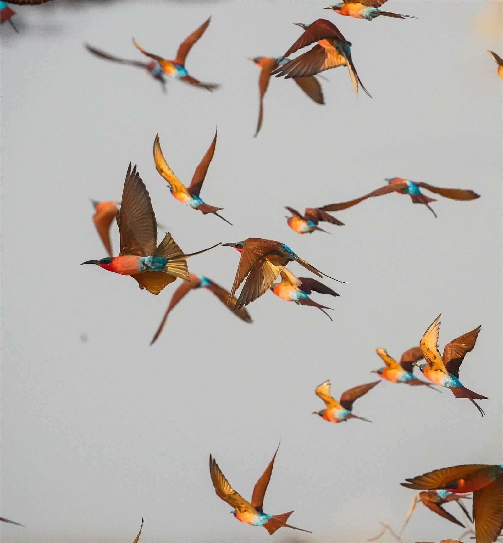 Carmine beeeaters in the sky at a safari at msandile river lodge in South Luangwa National Park