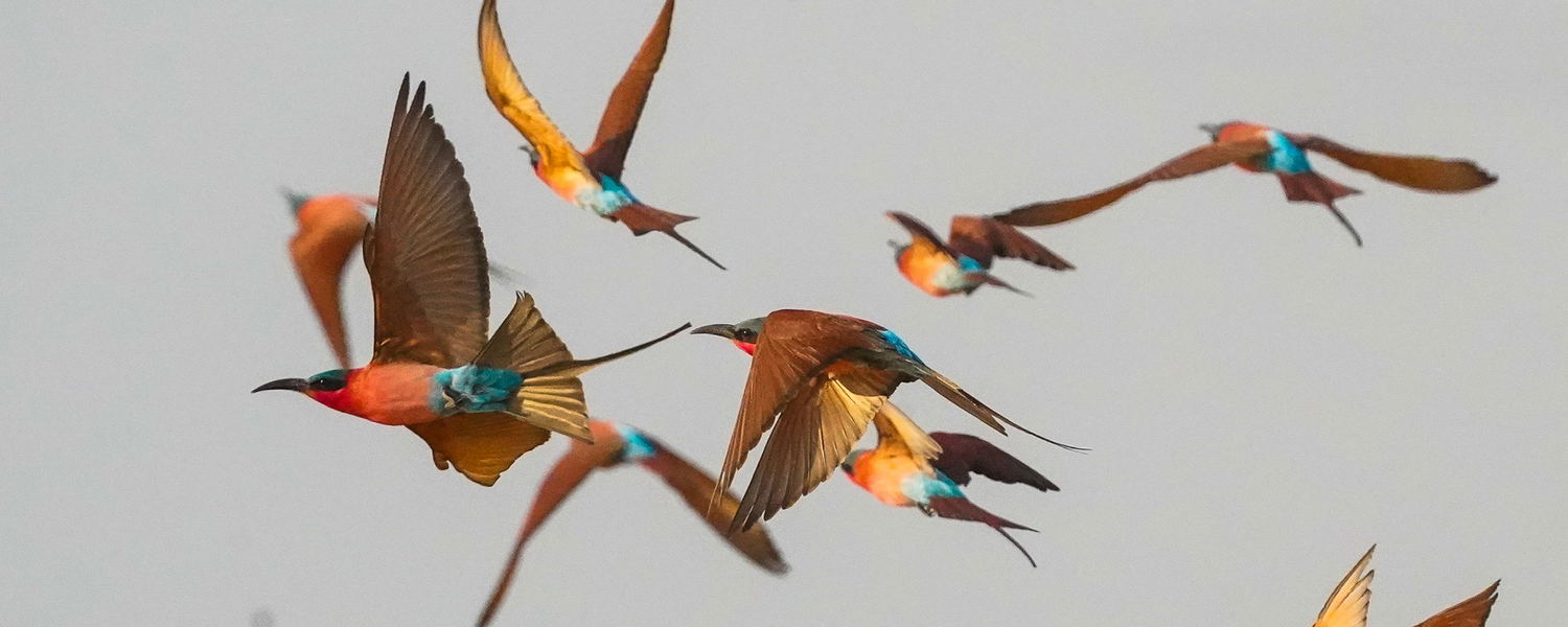 Carmine beeeaters in the sky at a safari at msandile river lodge in South Luangwa National Park