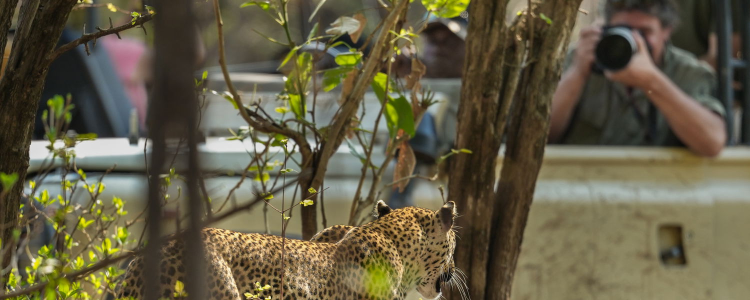 Floris Leeuwenberg making picture of a leopard from a game viewing car at msandile river lodge