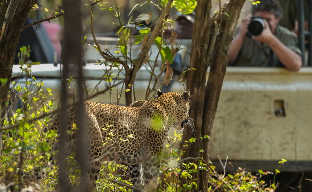 Floris Leeuwenberg making picture of a leopard from a game viewing car at msandile river lodge