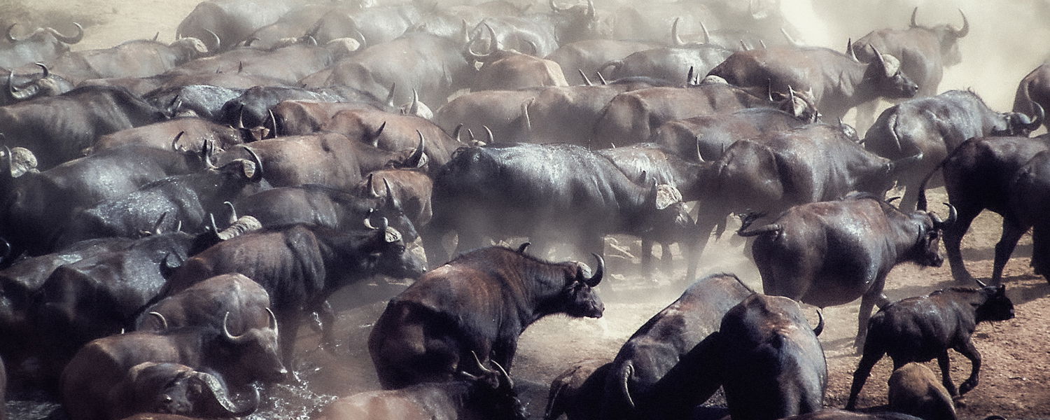 Buffaloes in a stampede