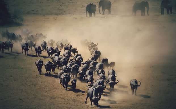 Buffaloes and elephants in a sand storm