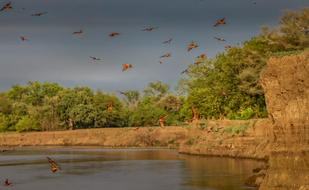 Carmine bee-eater flying near their nesting spots in the Luangwa river bank in front of Msandile river lodge zambia