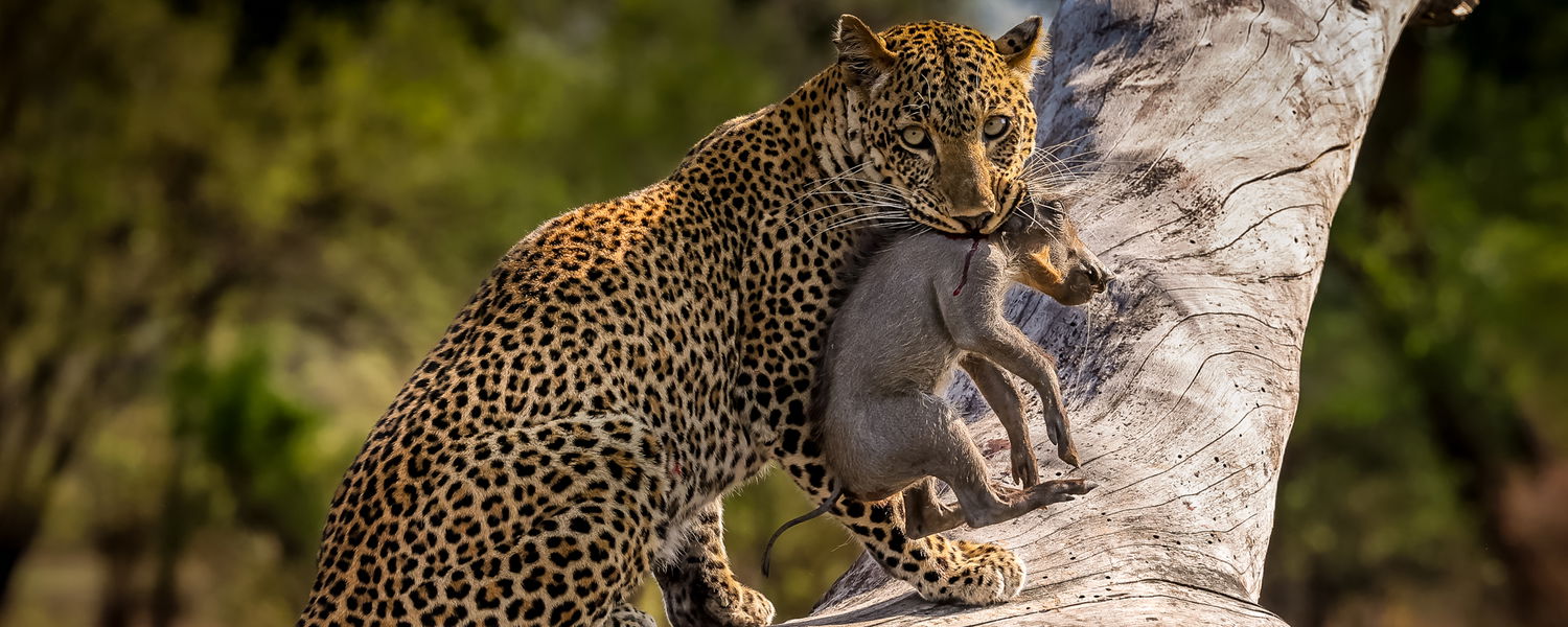 Leopard eating prey in a tree