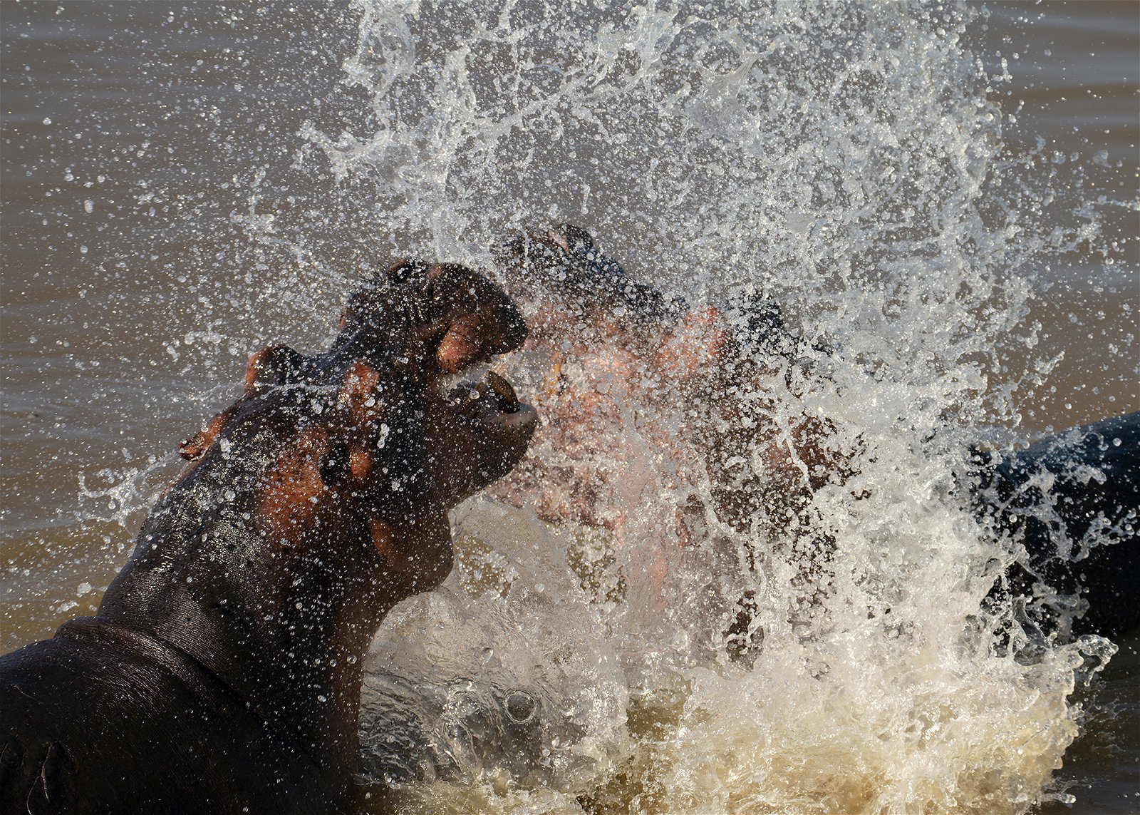 hippos fighting in the water