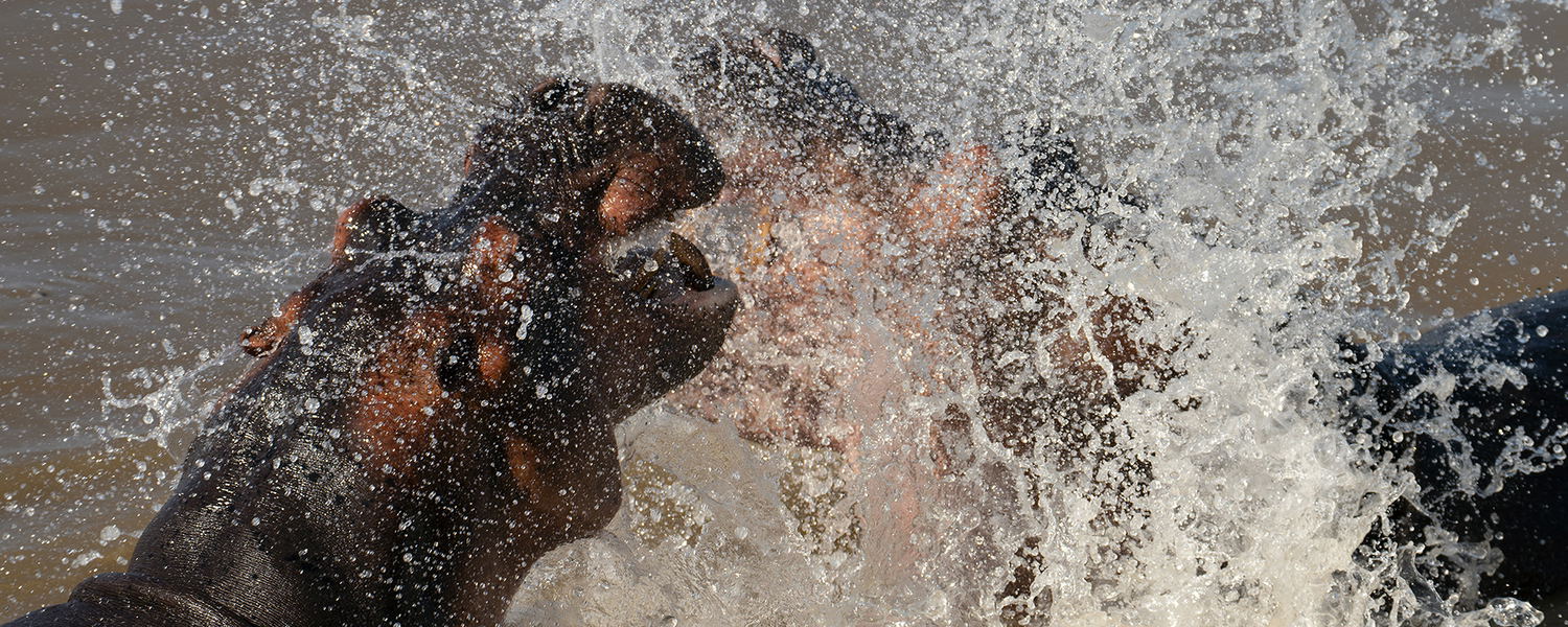 hippos fighting in the water