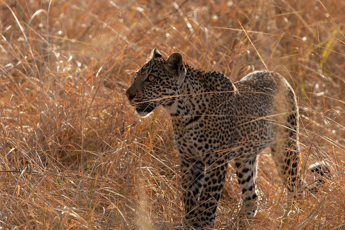 Leopard in the "golden hour"