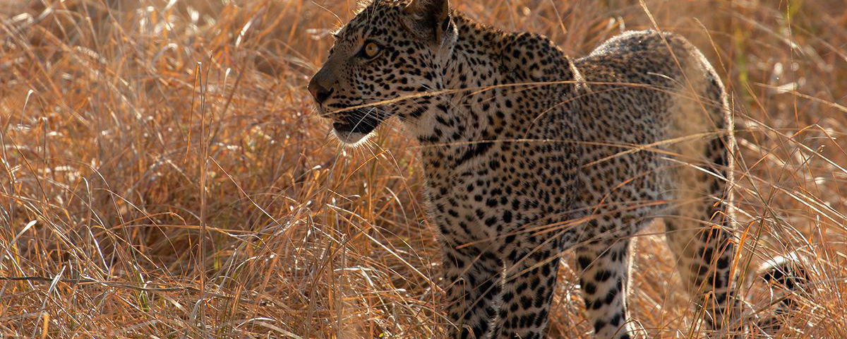 Leopard in the "golden hour"