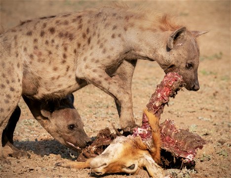 Hyenas with a puku meal