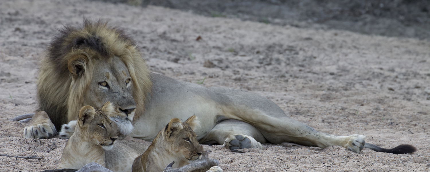 lions at liwonde