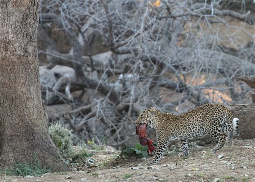 You leopard in South Luangwa National Park bringing his prey to a tree