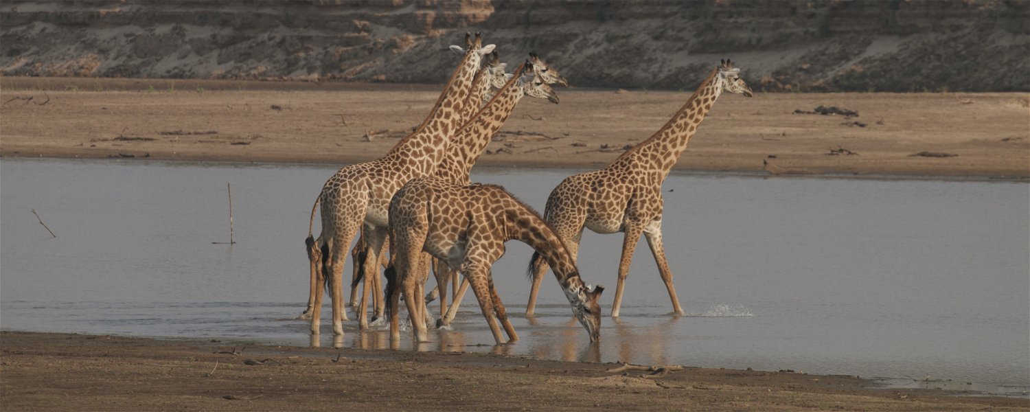 Giraffes crossing the Luangwa River at Msandile River Lodge
